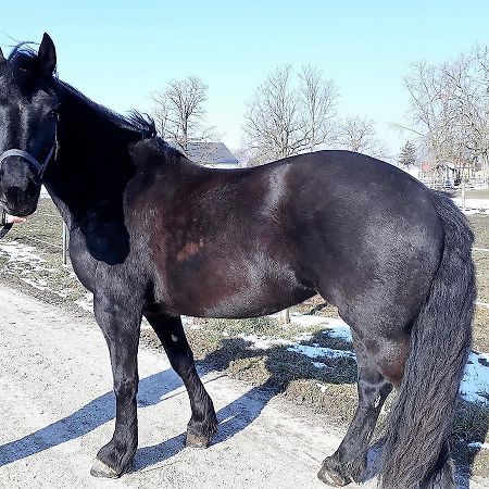 Hédervári Lovas Vendégház Esterno foto