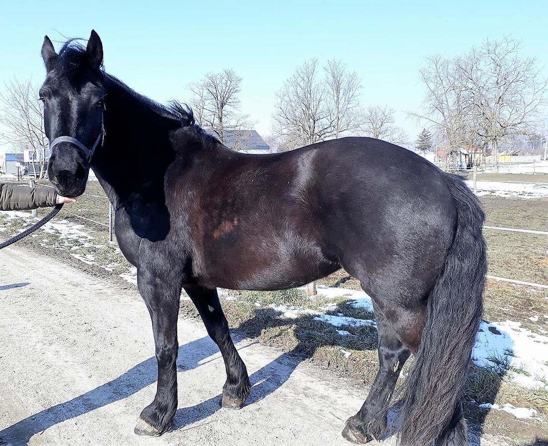Hédervári Lovas Vendégház Esterno foto